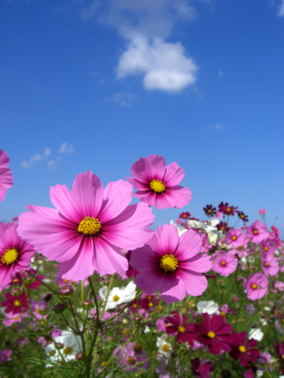 cosmos3
